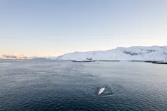 A kayak mid-roll in the snowy fjord
