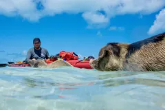Gary kayaking beside swimming pigs