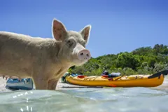 A pig beside the kayaks at the beach